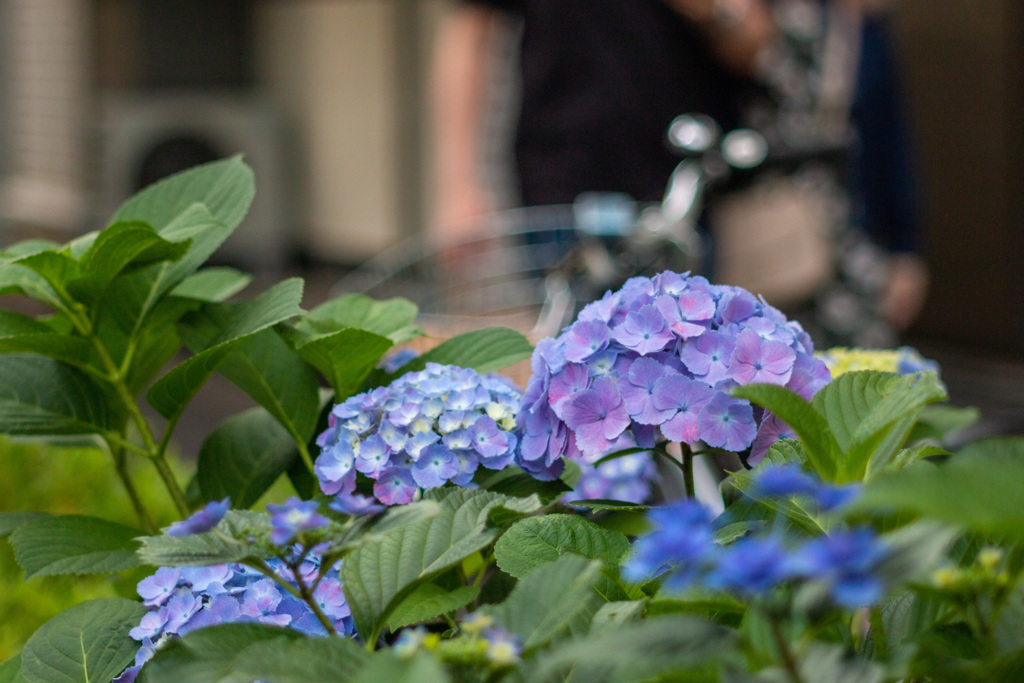紫陽花