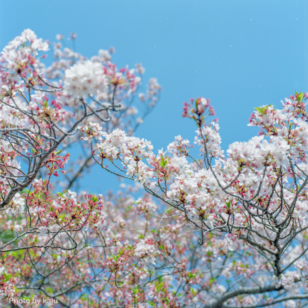 青空と桜