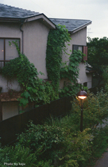 蔦