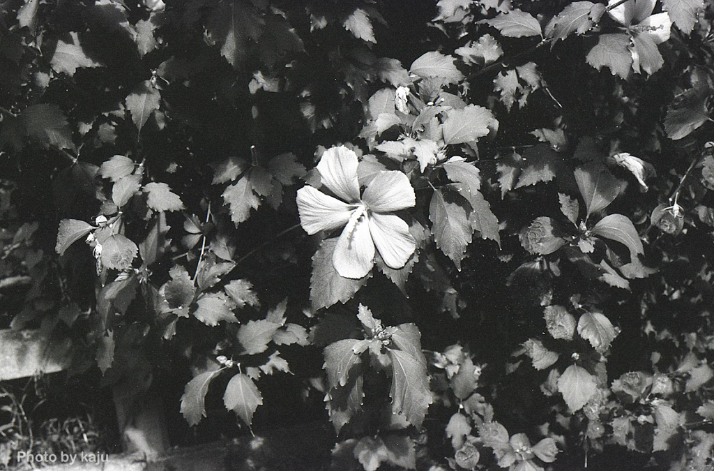 開花