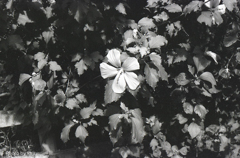 開花