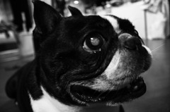 犬