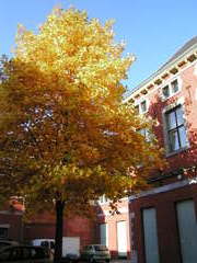 Liege_1