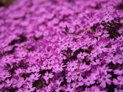 芝桜も満開