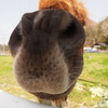 鼻デカ