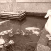津和野にて　パート２