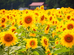 君田のひまわり