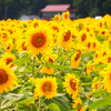君田のひまわり
