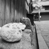 招福石猫