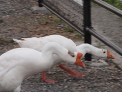 逃っげろー