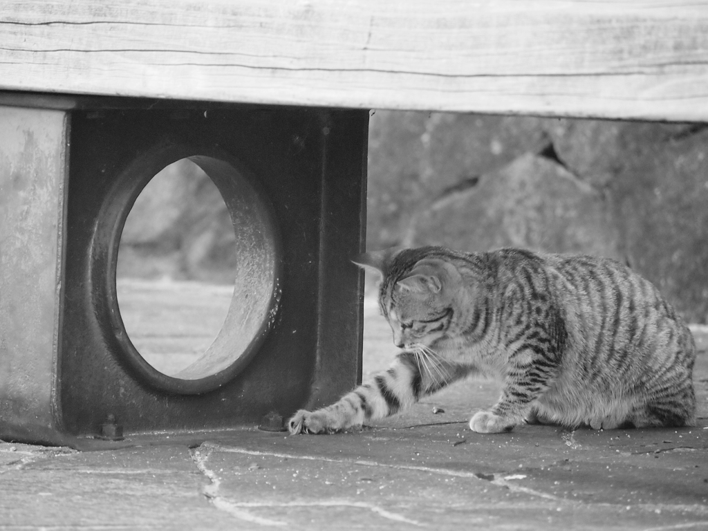 猫パンチ