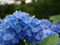 Ajisai 青