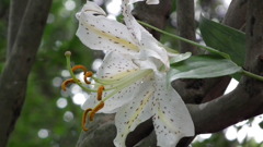 Nenrinbou