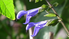 Ｊｉｔａｋｕ