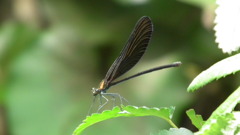 Nenrinbou