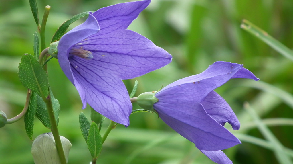 Sansaku