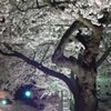 日立の夜桜