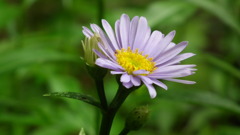 Nenrinbou