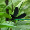 Nenrinbou