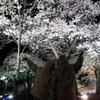 日立の夜桜