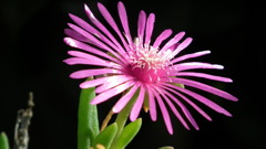 Sansaku