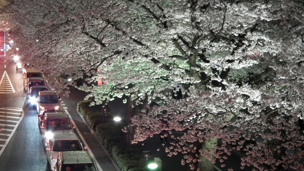 日立の夜桜