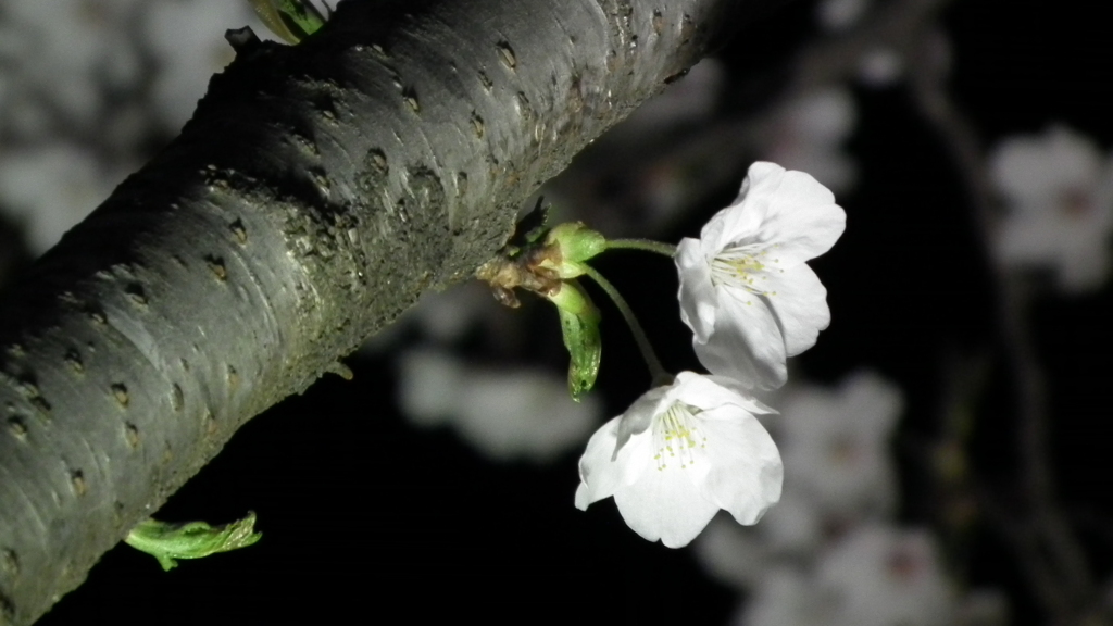 日立の夜桜