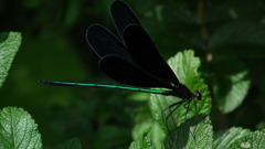 Nenrinbou