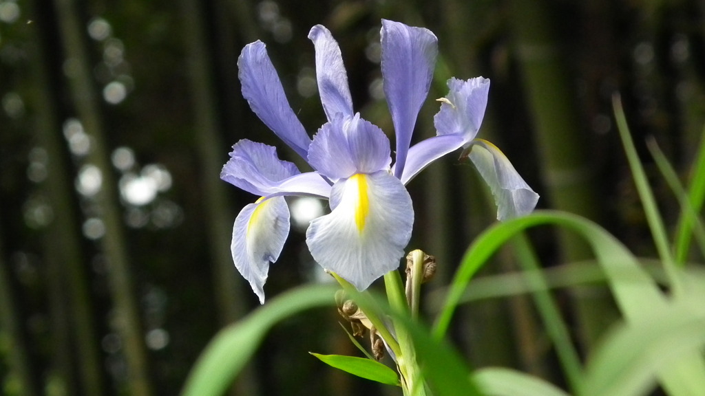 Jitaku