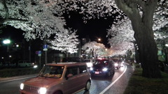日立の夜桜