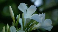 Sansaku