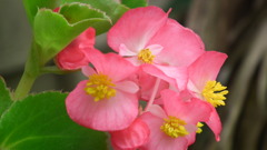 Sansaku