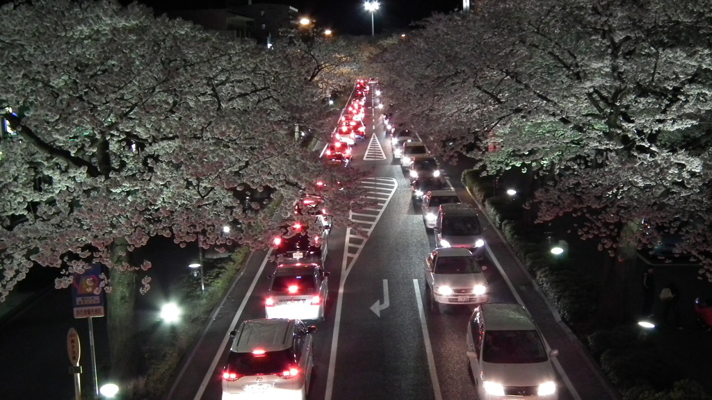 日立の夜桜