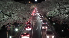 日立の夜桜