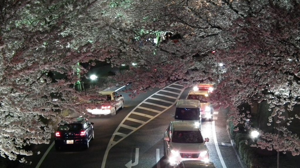 日立の夜桜