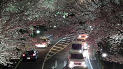 日立の夜桜