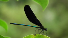 Nenrinbou