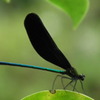 Nenrinbou