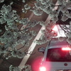 日立の夜桜