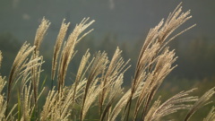 komekoubou