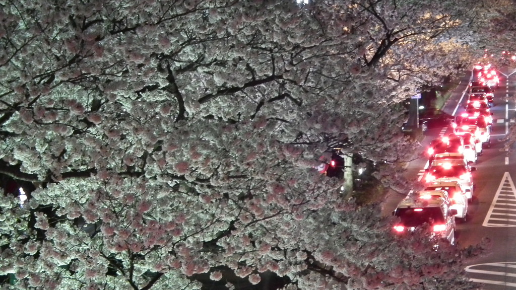 日立の夜桜