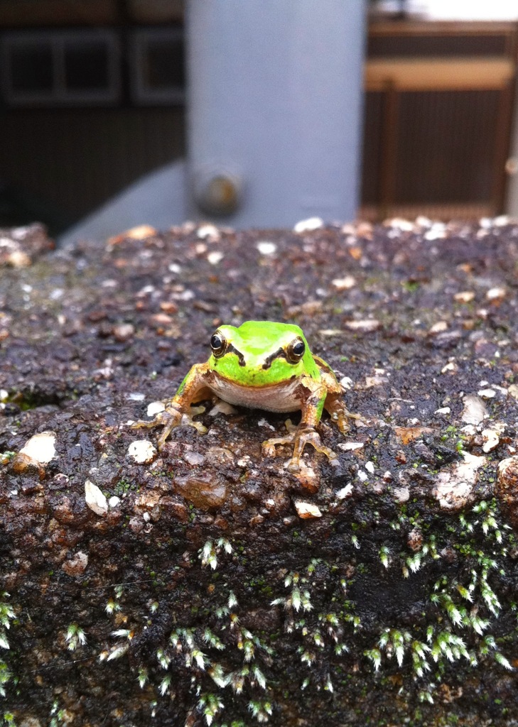ふふふ