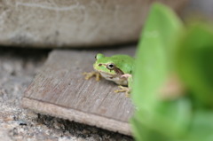 「はよ雨降らへんかなぁ。」