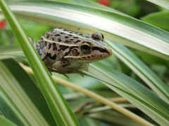 トノサマ