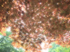 木漏れ日