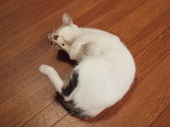 「撮らんといて」