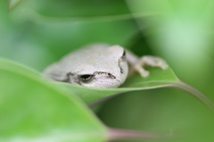 眠たそうなヌシ