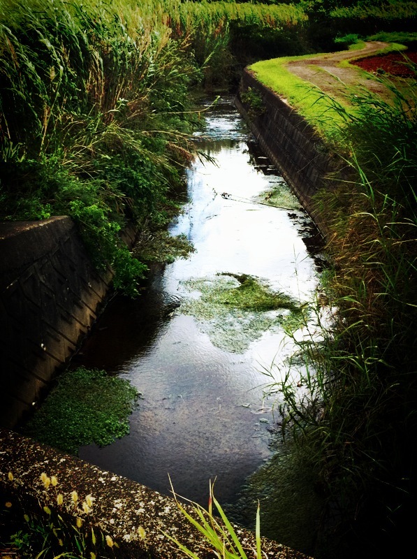 brook*