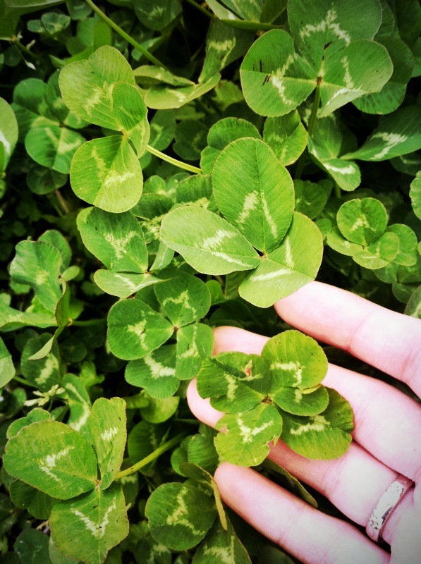 clover*