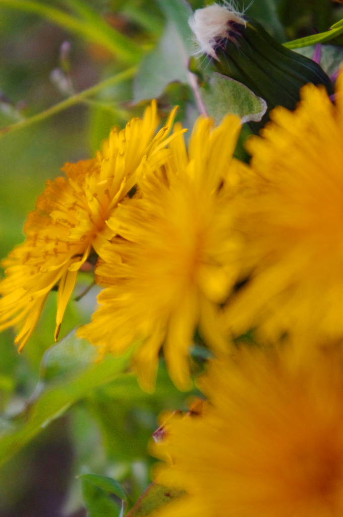flower*